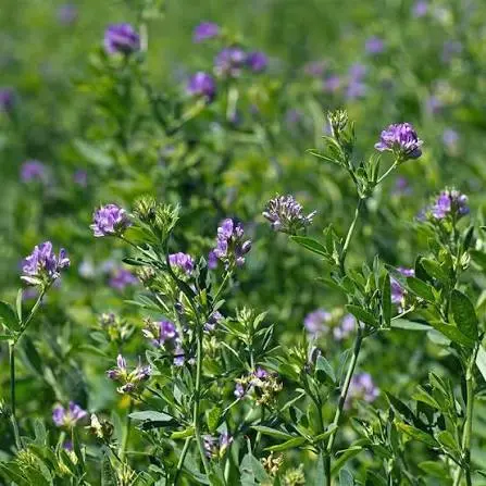 Alfalfa plants growing as perennial supplemental forage for backyard chickens
