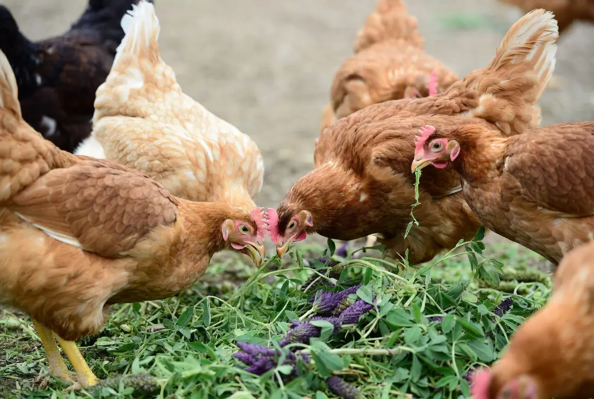 Chickens eating alfalfa as supplemental forage