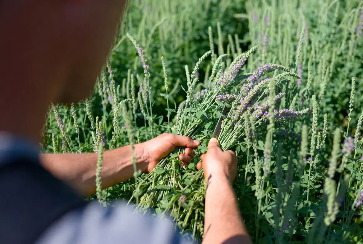 Harvesting alfalfa by hand for drying and supplemental chicken forage