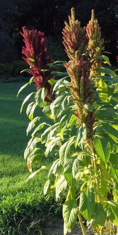 Mature amaranth plants growing grain and edible leaves for a backyard chicken feed garden