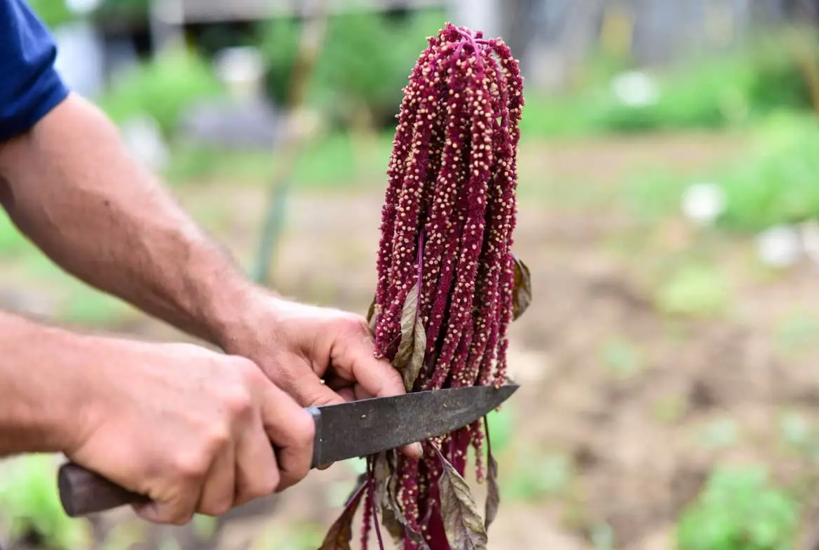 Harvested amaranth grain ready for cleaning and storage