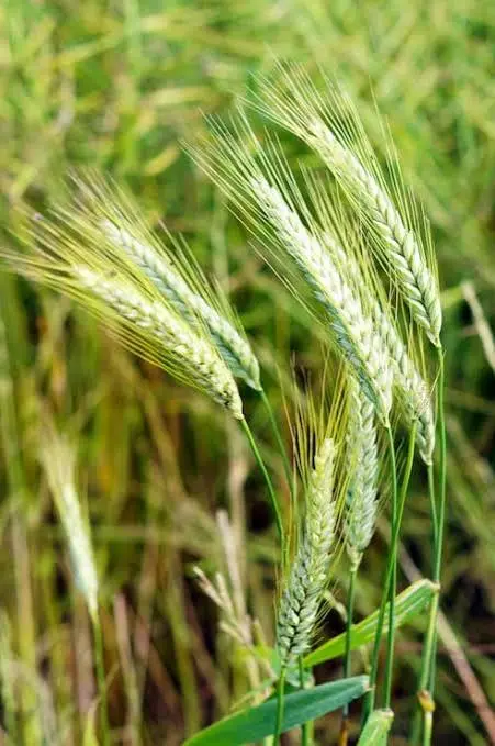 Barley plants growing as a cool-season grain and supplemental feed crop for backyard chickens