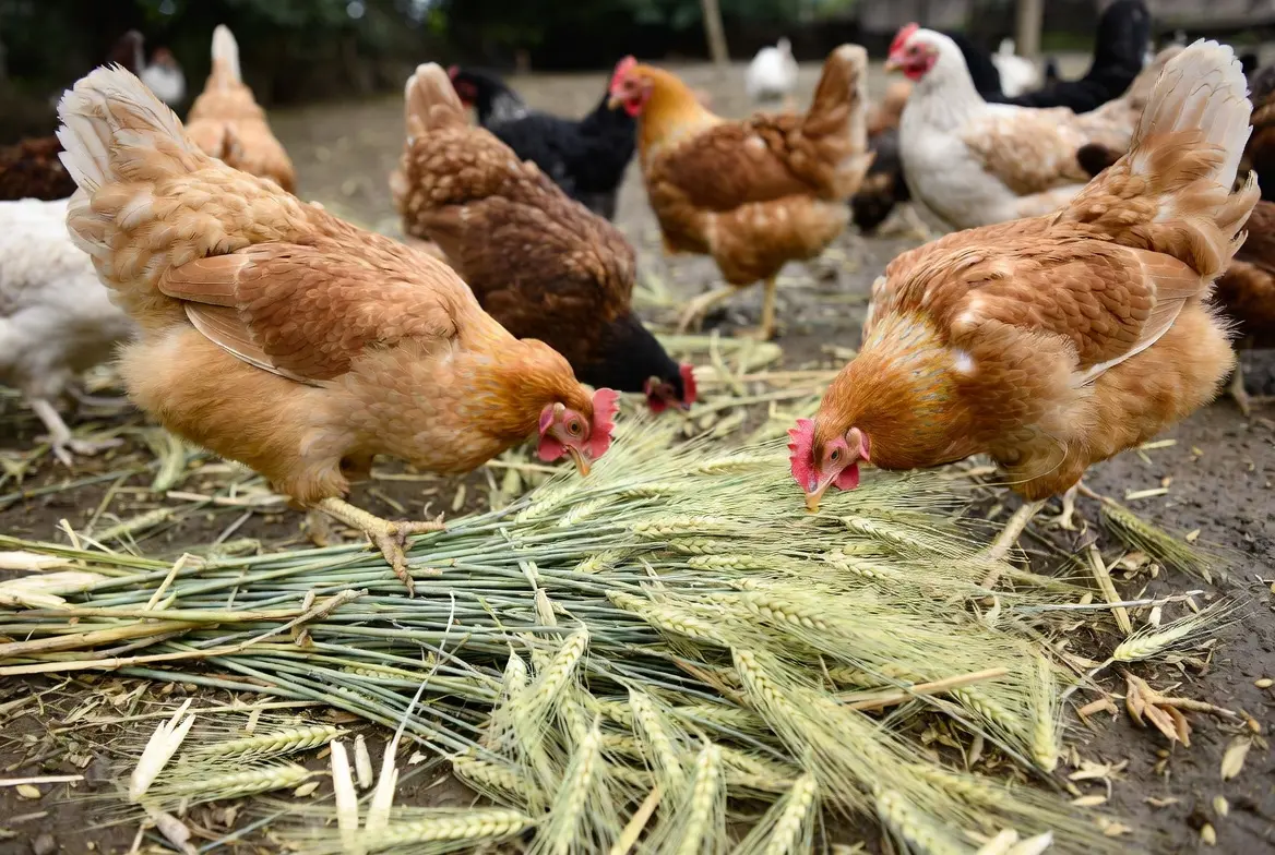 Backyard chickens eating barley as supplemental feed