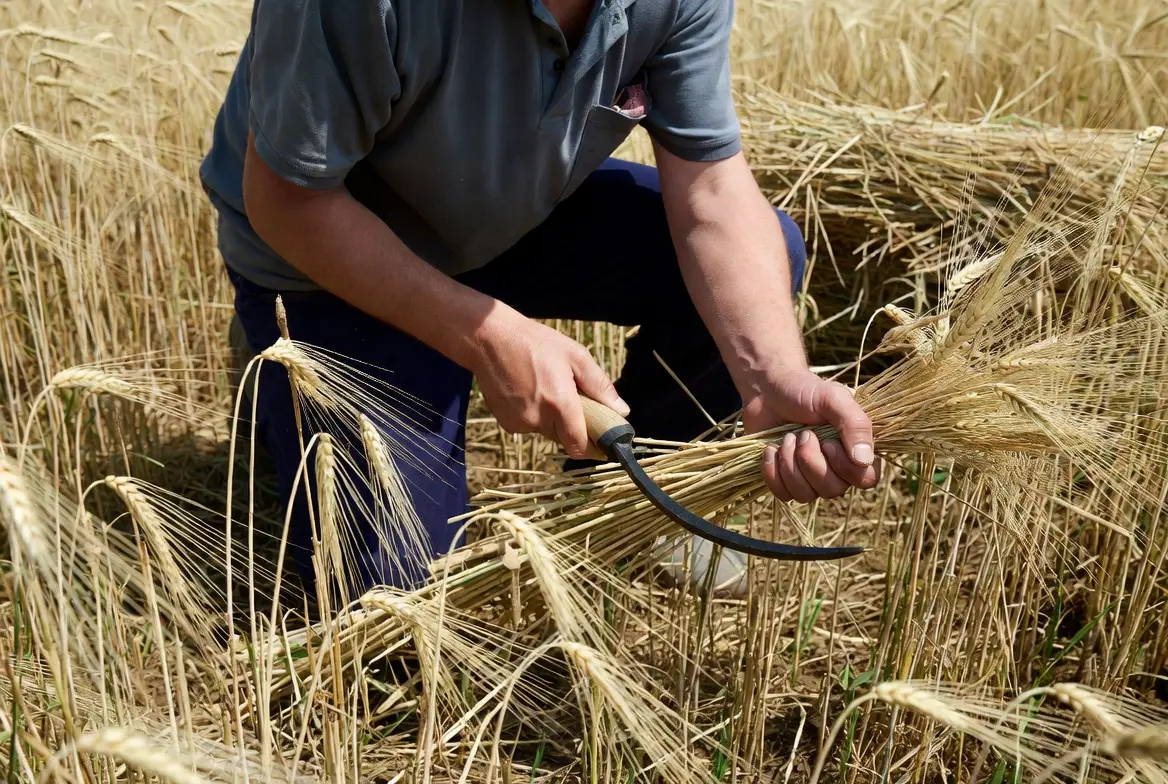 Harvesting mature barley grain heads by hand