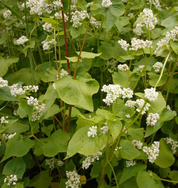 Buckwheat plants growing as a fast annual feed and pollinator crop for backyard chickens