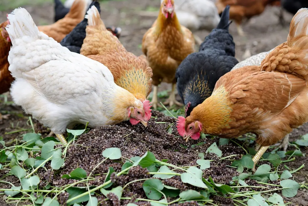Chickens eating buckwheat as a supplemental feed crop