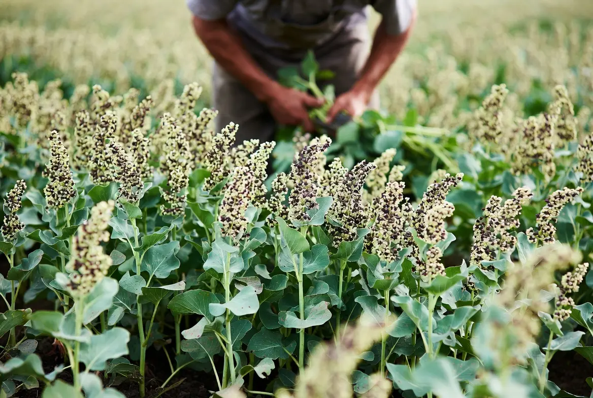 Harvesting mature buckwheat plants for grain production