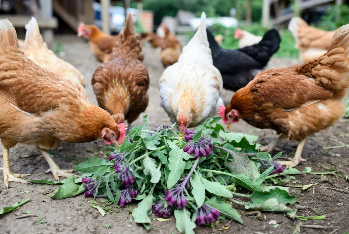 Chickens near comfrey plants as part of a backyard forage system