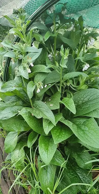 Comfrey growing as a perennial biomass, mulch, and compost crop for a backyard chicken garden