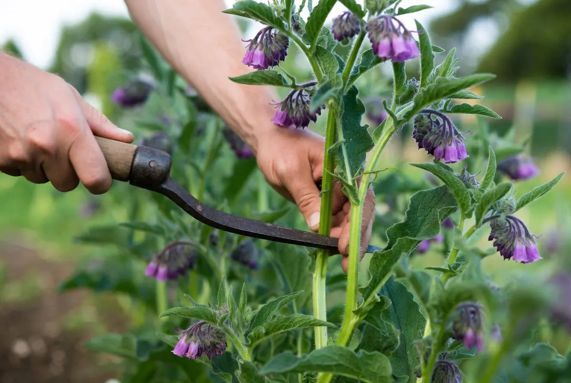 Harvesting comfrey leaves for compost, mulch, and homestead biomass