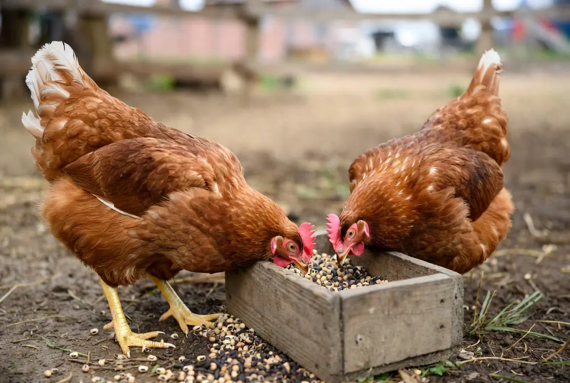 Chickens eating properly prepared cowpeas as a supplemental food