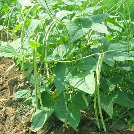Cowpea plants growing as a warm-season supplemental crop for backyard chickens