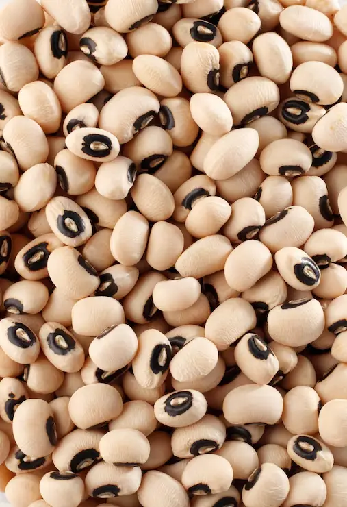 Harvested mature cowpea pods and seeds ready for drying and storage