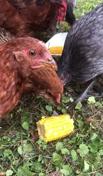 Chickens eating field corn as a supplemental backyard feed grain