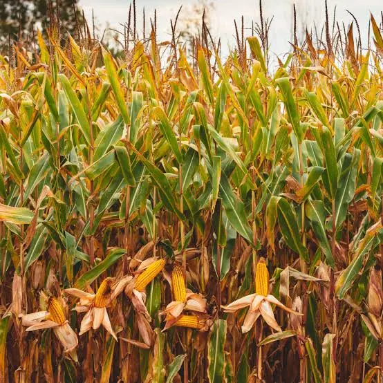Field corn plants growing as a backyard chicken feed crop