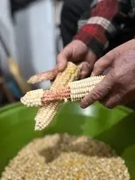 Shelling dried field corn kernels for backyard chicken feed use