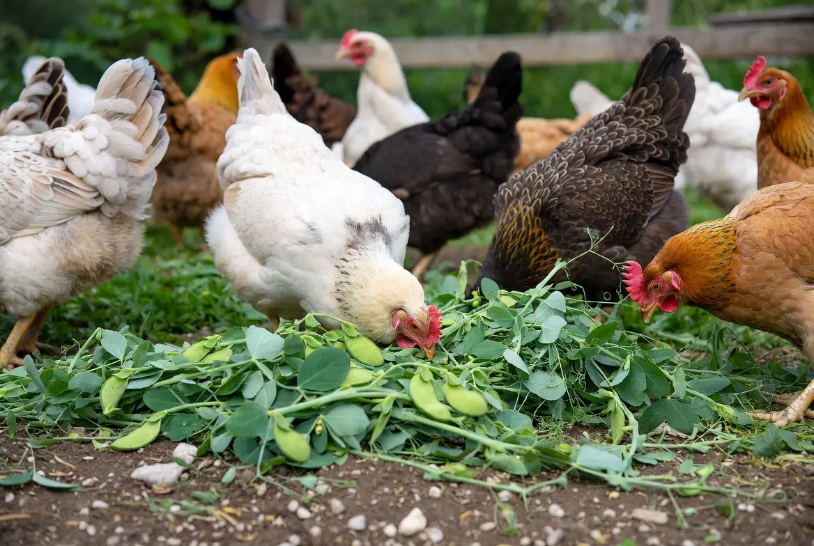 Chickens eating properly prepared field peas as supplemental feed
