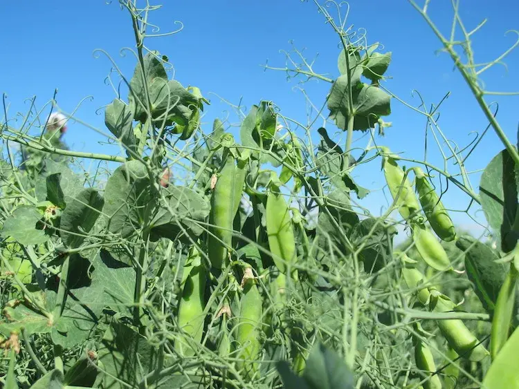 Field pea plants growing as a cool-season protein crop for backyard chickens