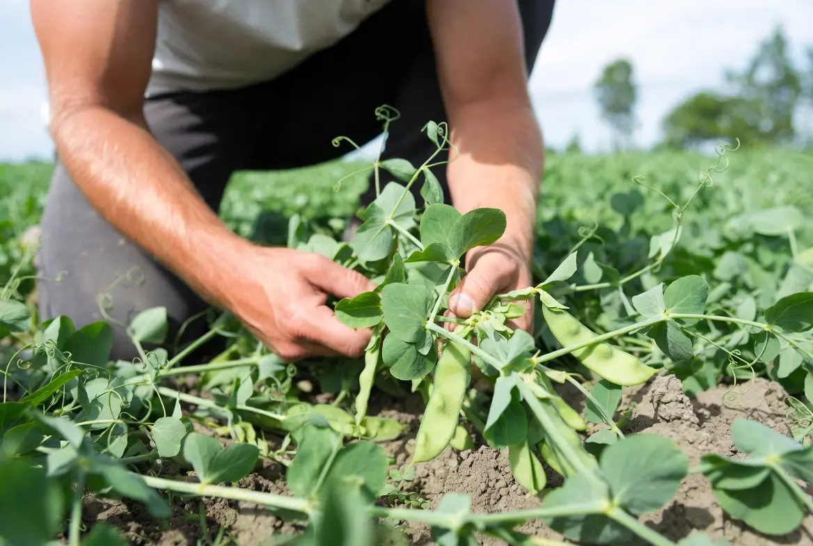 Harvesting field peas for backyard chicken feed storage