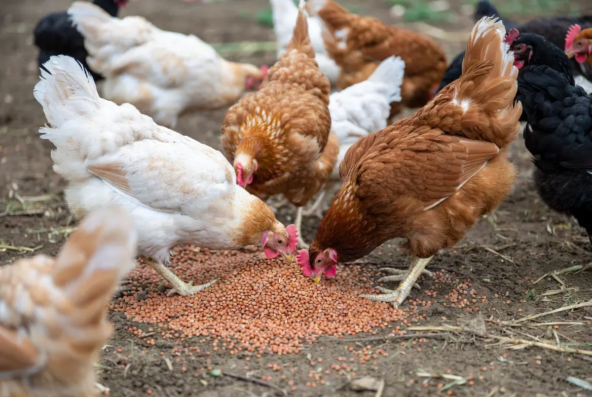 Chickens eating grain sorghum as a supplemental backyard feed ingredient