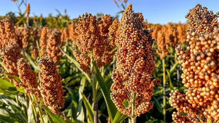 Grain sorghum plants producing mature seed heads for backyard chicken feed
