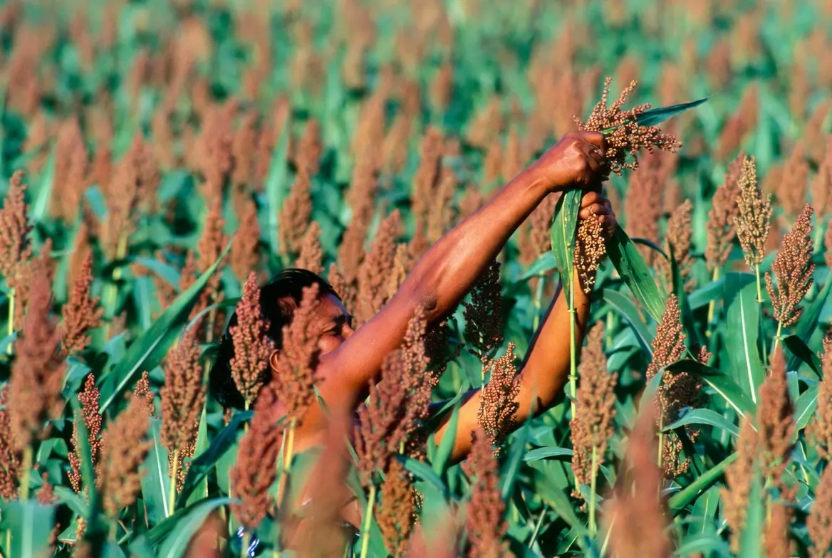Harvesting mature grain sorghum seed heads for drying and storage