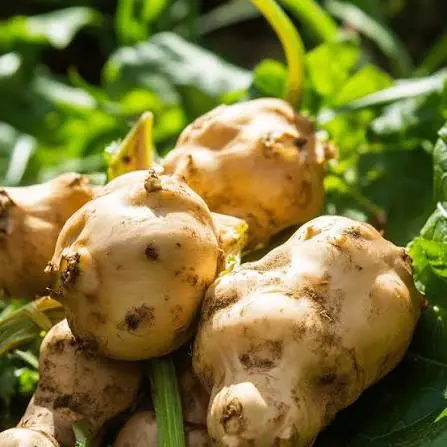 Harvested Jerusalem artichoke tubers ready for storage or supplemental chicken feeding