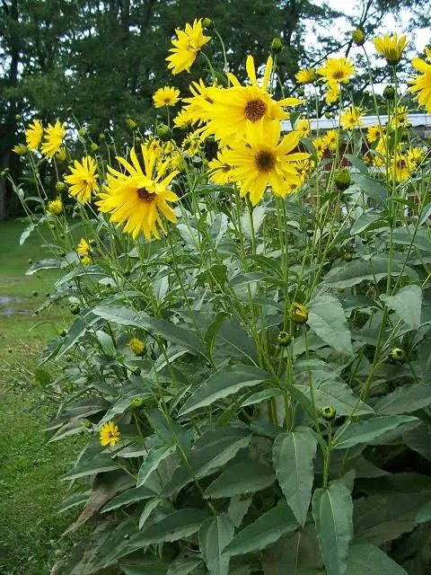 Jerusalem artichoke plants growing as a perennial supplemental tuber crop for backyard chickens
