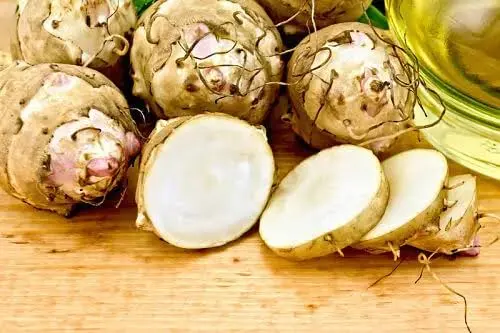 Prepared Jerusalem artichoke tubers cut for feeding backyard chickens