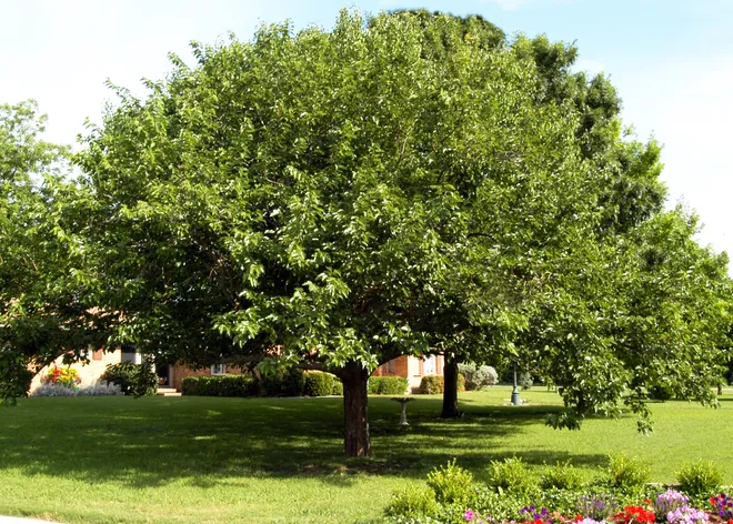Mature mulberry tree providing fruit, leaves, shade, and enrichment for backyard chickens