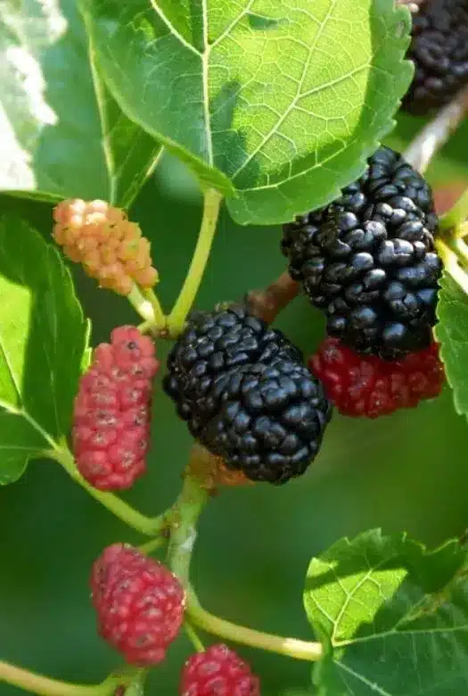 Ripe mulberries ready for harvesting and feeding to backyard chickens