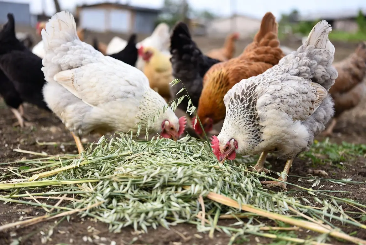 Chickens eating oats as a supplemental grain and enrichment feed