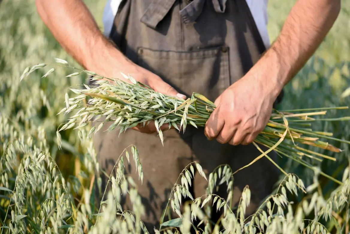 Harvesting mature oat seed heads for drying and storage as supplemental chicken feed