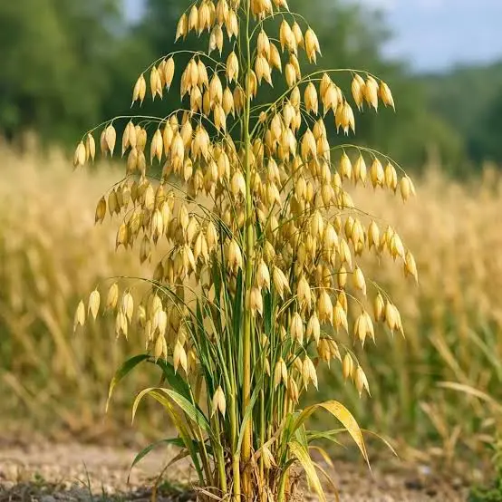 Oat plants growing as a cool-season grain and forage crop for backyard chickens