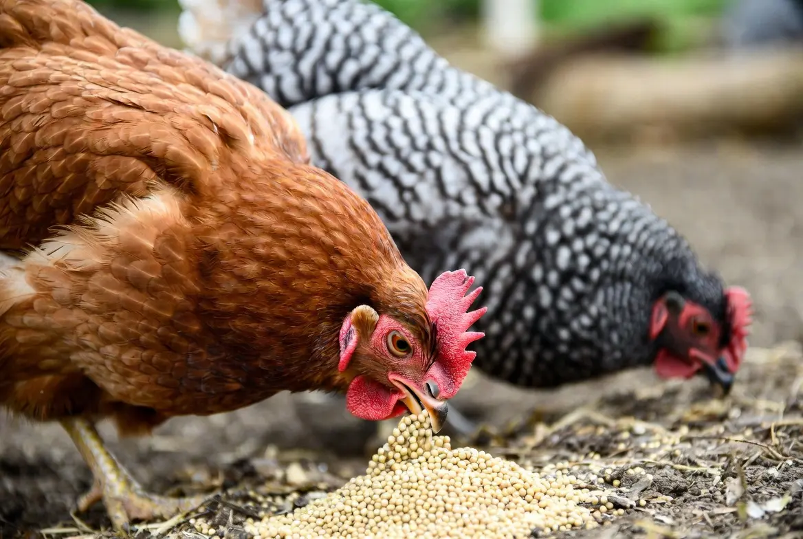 Chickens eating proso millet as a supplemental feed crop