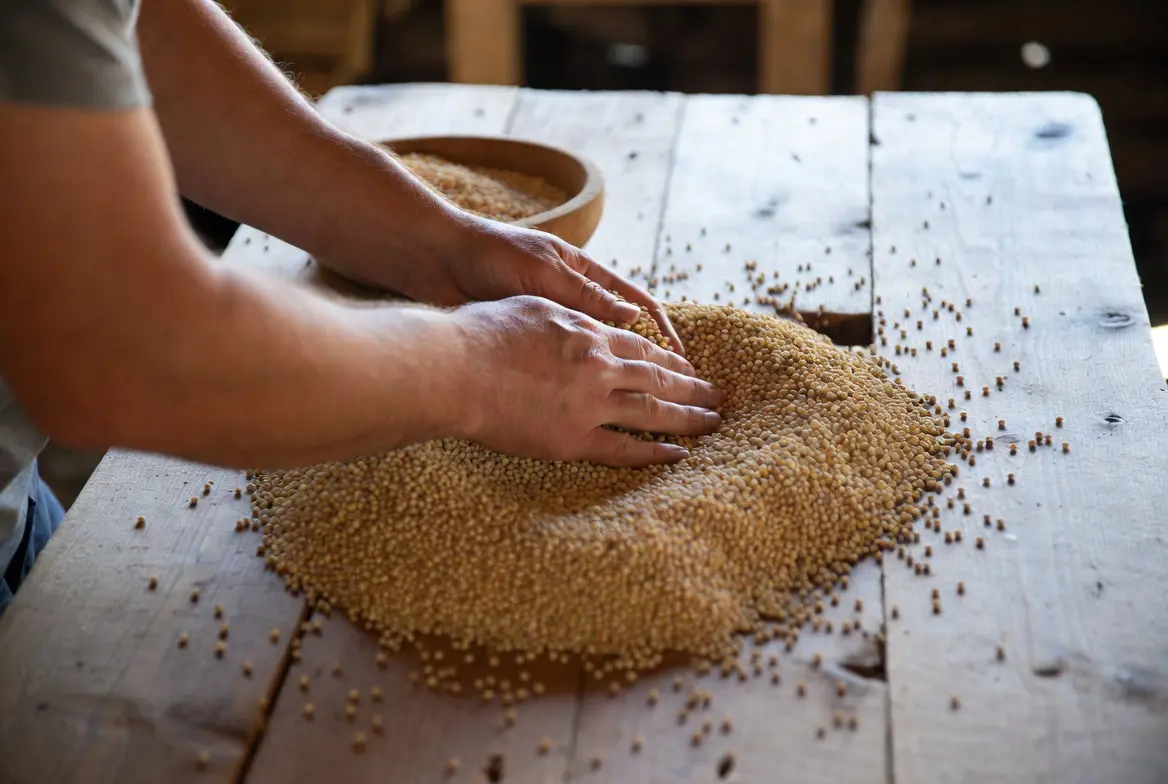 Harvesting mature proso millet grain heads for chicken feed
