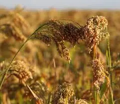 Proso millet plants growing as a short-season supplemental grain crop for backyard chickens