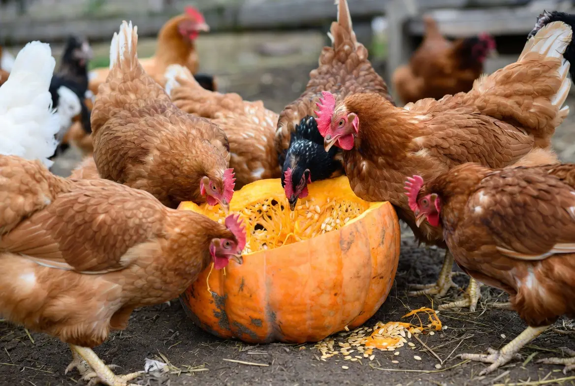 Chickens eating pumpkin as seasonal supplemental feed and enrichment