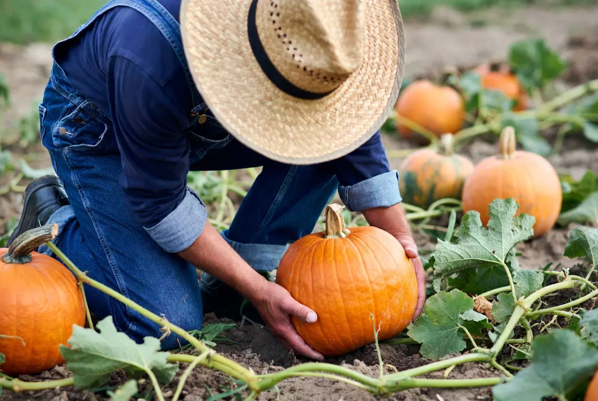 Harvesting mature pumpkins and winter squash for storage and seasonal chicken use