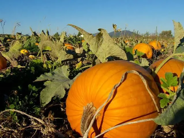 Pumpkin and winter squash plants growing as a backyard chicken feed crop