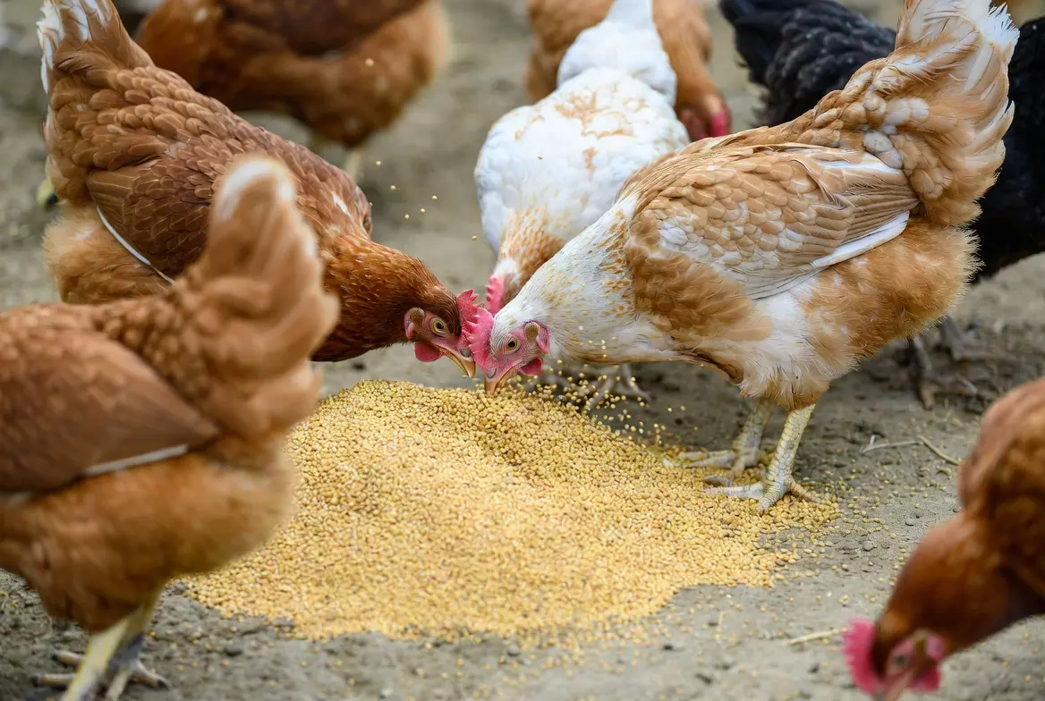 Chickens near soybean plants as part of a backyard feed crop system