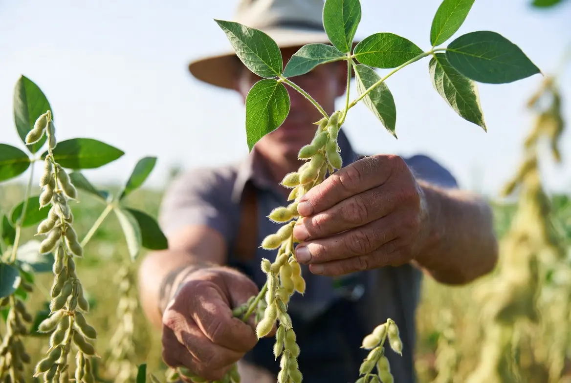 Harvesting mature soybeans from a backyard feed crop planting
