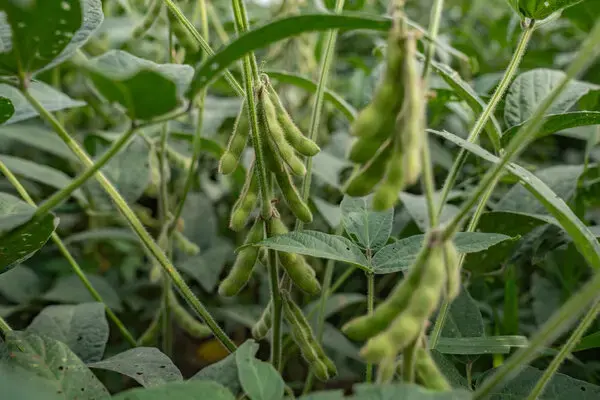 Soybean plants growing as a warm-season protein crop for backyard chickens