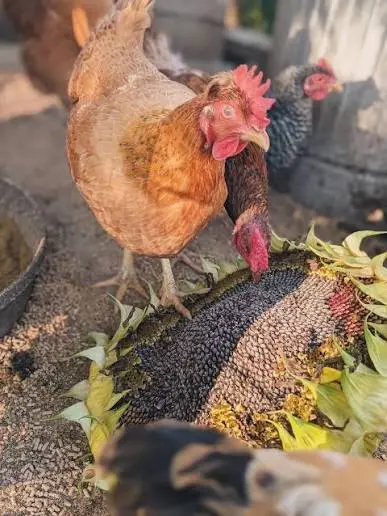 Chickens eating sunflower seeds as a supplemental feed source