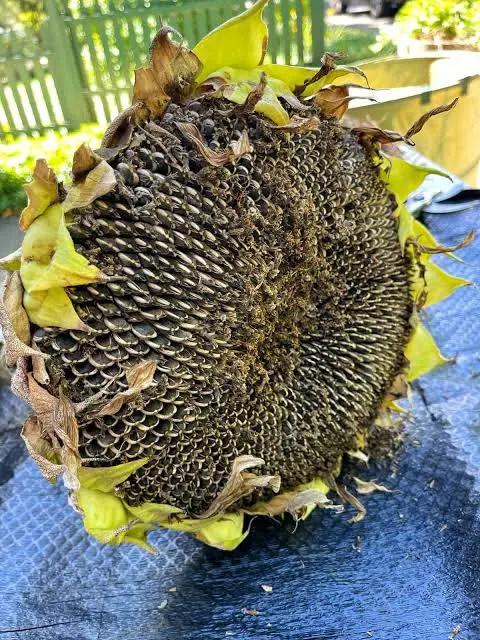 Harvesting sunflower heads for chicken feed seed production