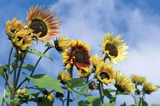 Sunflower plants growing for chicken feed and backyard flock enrichment