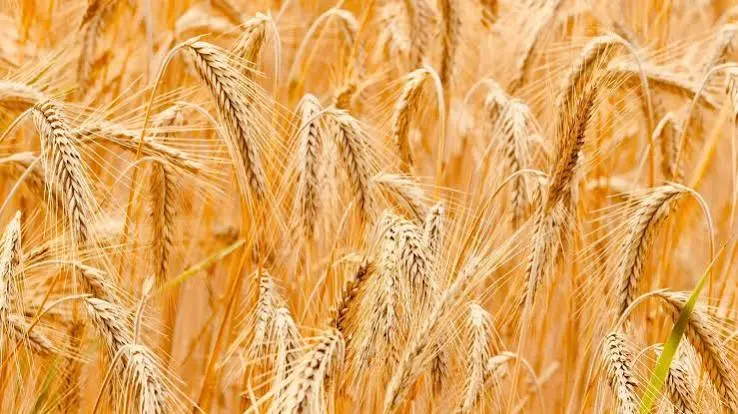 Wheat plants growing as a cool-season grain and supplemental feed crop for backyard chickens