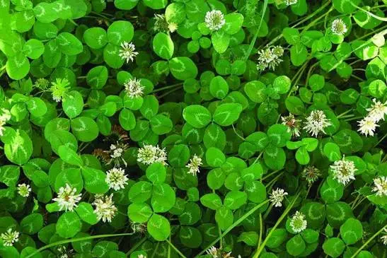 White clover growing as perennial living forage for backyard chickens