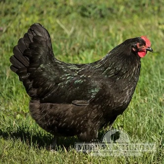 Australorp Chicken