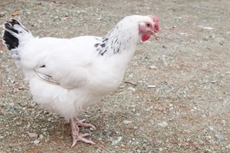 Delaware chicken